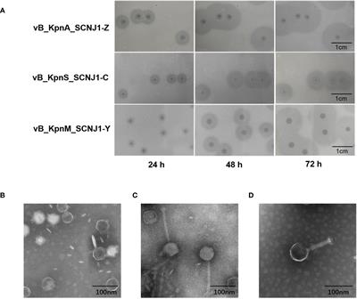 Isolation and characterization of three novel lytic phages against K54 serotype carbapenem-resistant hypervirulent Klebsiella pneumoniae